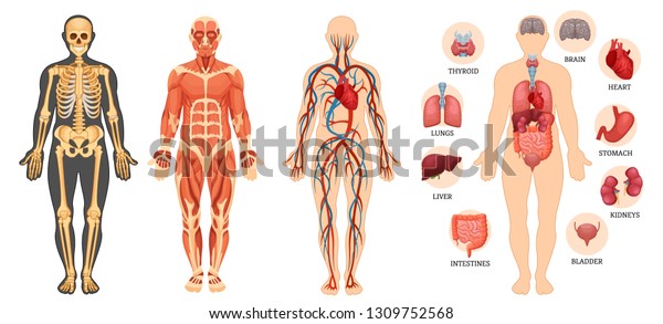 Verrassend Anatomische structuur van het menselijk lichaam, stockvector BM-27
