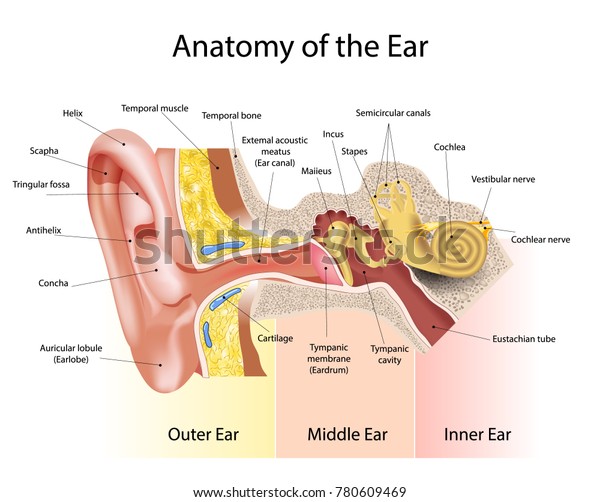 The anatomical
structure of the human
ear
