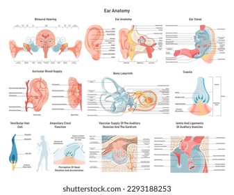 Anatomische Struktur des menschlichen Ohrensatzes. Äußeres, mittleres und inneres Ohr. Anatomie des auditiven Systems. Gesunde Sinnesorgane und Vestibuläre Organe. Flache Vektorgrafik