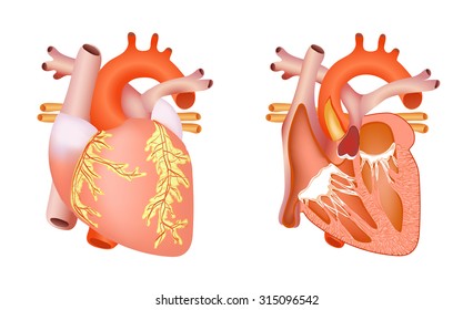 The anatomical structure of human heart