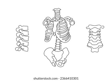 Estructura anatómica de la columna vertebral humana y vértebras individuales. Día Mundial de la Espina. Un dibujo de línea para diferentes usos. Ilustración vectorial.
