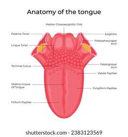 Estructura anatómica de la lengua humana