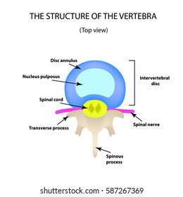 The anatomical structure of the intervertebral disc. Top view. Spine. Infographics. Vector illustration on isolated background