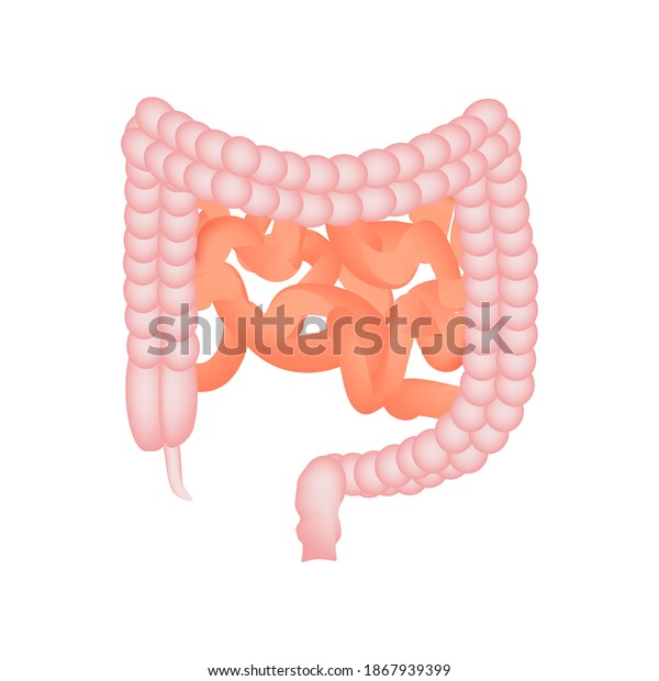 Anatomical Structure Intestine Colon Intestines Vector Stock Vector ...