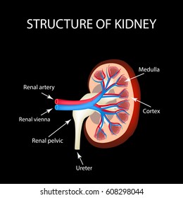 The anatomical structure of kidney. Vector illustration on a black background.