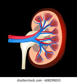 The anatomical structure of kidney. Vector illustration on a black background.