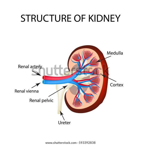 The anatomical structure of kidney. Vector\
illustration on isolated\
background.