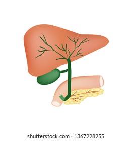 The anatomical structure of the liver, gallbladder, bile ducts and pancreas. Vector illustration on isolated background