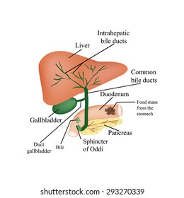 The Anatomical Structure Of The Liver, Gallbladder, Bile Ducts And Pancreas. Vector Illustration On Isolated Background.