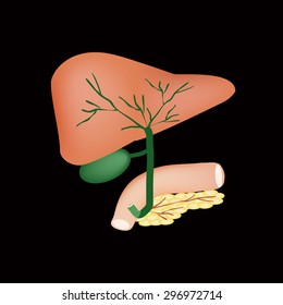 The anatomical structure of the liver, gallbladder, bile ducts and pancreas. Vector illustration on a black background.