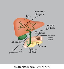 The anatomical structure of the liver, gallbladder, bile ducts and pancreas. Vector illustration on a gray background.