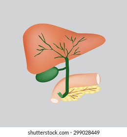 The anatomical structure of the liver, gallbladder, bile ducts and pancreas. Vector illustration on a gray background.