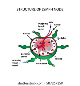 1,880 Cellular Immunity Images, Stock Photos & Vectors | Shutterstock