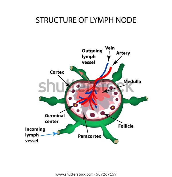 Anatomical Structure Lymph Node Infographics Vector Stock Vector ...