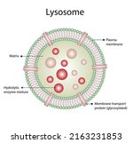 Anatomical structure of Lysosome: Hydrolytic enzymes, Membrane and transport proteins. Enzymes are used to break down and digest food particles, worn-out cell parts and engulfed viruses or bacteria. 