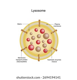 Anatomical structure of Lysosome: Hydrolytic enzymes, Membrane and transport proteins. Enzymes are used to break down and digest food particles, worn-out cell parts and engulfed viruses or bacteria.