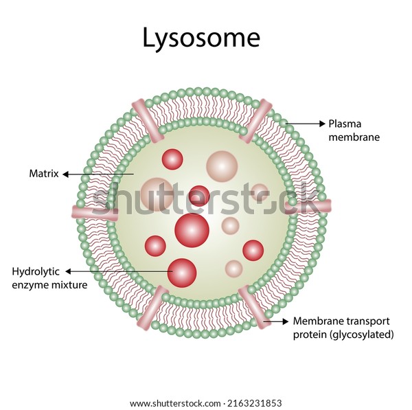 Anatomical Structure Lysosome Hydrolytic Enzymes Membrane Stock Vector ...