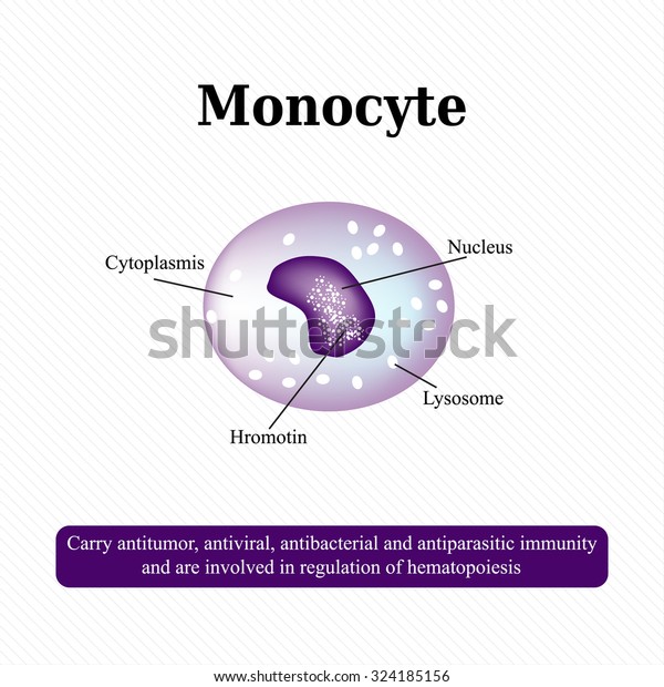 Anatomical Structure Monocytes Blood Cells Vector Stock Vector (Royalty ...