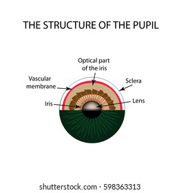 Anatomical structure of the pupil of the eye. Infographics. Vector illustration on isolated background.
