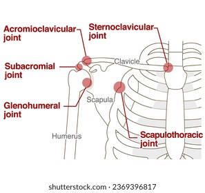 Anatomical structure of the shoulder joint Relationship between the clavicle and scapula - Shutterstock ID 2369396817