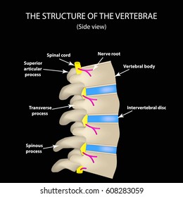 Anatomical Structure Spine Side View Intervertebral Stock Vector ...