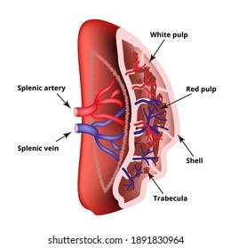 Anatomical Structure Of The Spleen. Vector Illustration On Isolated Background