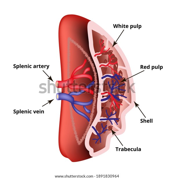 Anatomical structure of the spleen. Vector\
illustration on isolated\
background