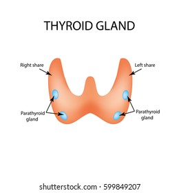 Anatomical structure of the thyroid and parathyroid gland. Infographics. Vector illustration on isolated background.