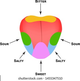 Anatomical structure of the tongue. Taste buds on the tongue. Bitter, salty, sour, sweet taste. Infographics. Vector illustration on isolated background.
