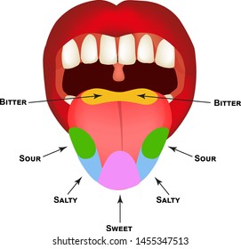 Tongue Taste Bud Chart