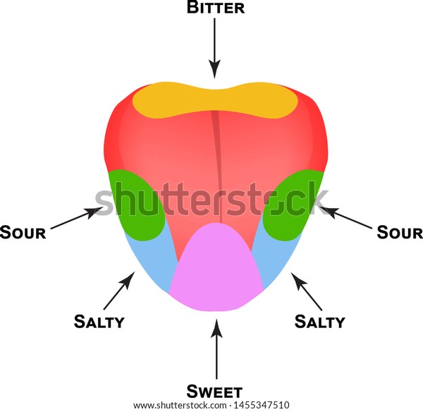 Anatomical Structure Tongue Taste Buds On Stock Vector (Royalty Free ...