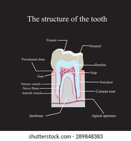 The anatomical structure of the tooth on a black background.
