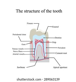 The anatomical structure of the tooth on an isolated background.