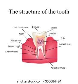 The anatomical structure of the tooth on an isolated background. Infographics. 