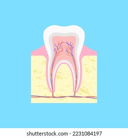 Anatomical structure of tooth in section. Bone formation in gum covered with enamel and with bundles of nerves and capillaries inside vector cavity of pulp