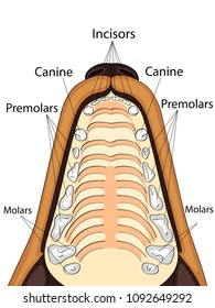 Anatomical structure of the upper jaw of the dog, the location and the name of the teeth vector