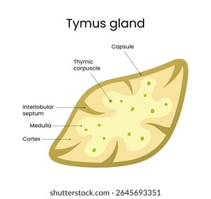 Anatómico de la glándula del timo
