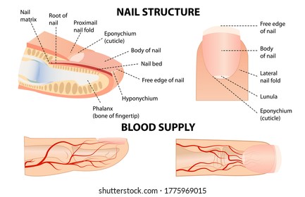 Anatomical training poster. Fingernail Anatomy. Cross-section of the finger. Structure of human nail. 