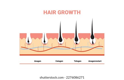 Anatomical training poster. Hair growth phase step by step. Stages of the hair growth cycle. Anagen, telogen, catagen. Skin anatomy. Cross section of the skin layers. Medical vector illustration