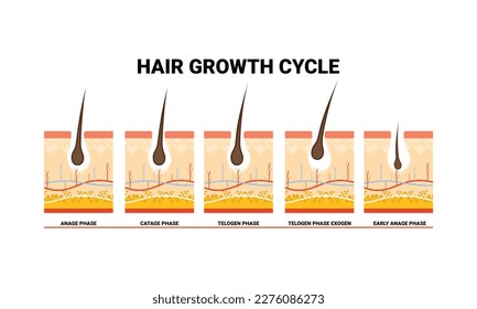 Anatomical training poster. Hair growth phase step by step. Stages of the hair growth cycle. Anagen, telogen, catagen. Skin anatomy. Cross section of the skin layers. Medical vector illustration