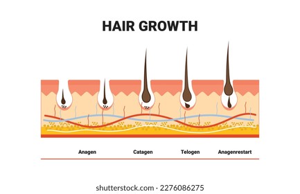 Afiche de entrenamiento anatómico. El crecimiento del cabello paso a paso. Etapas del ciclo de crecimiento del cabello. Anagen, telógeno, catágeno. Anatomía cutánea. Sección transversal de las capas de piel. Ilustración vectorial médica