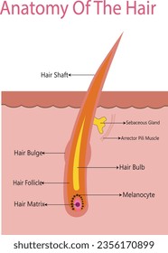 Anatomical training poster. Hair growth phase step by step. Stages of the hair growth cycle. Anagen, telogen, catagen. Skin anatomy. Cross section of the skin layers. Medical vector illustration