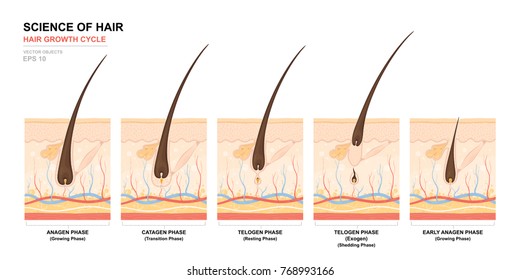 Anatomical training poster. Hair growth phase step by step. Stages of the hair growth cycle. Anagen, telogen, catagen. Skin anatomy. Cross section of the skin layers. Medical vector illustration