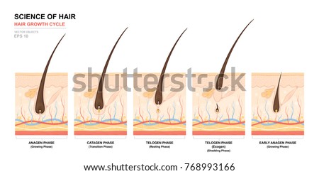 Anatomical training poster. Hair growth phase step by step. Stages of the hair growth cycle. Anagen, telogen, catagen. Skin anatomy. Cross section of the skin layers. Medical vector illustration