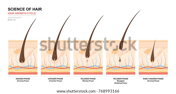 Anatomical training poster. Hair growth\
phase step by step. Stages of the hair growth cycle. Anagen,\
telogen, catagen. Skin anatomy. Cross section of the skin layers.\
Medical vector\
illustration