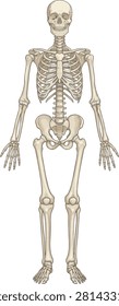 Anatomical vector illustration of a full human skeleton, front view, isolated on a white background. Clean and accurate medical diagram of the human skeletal system without text or labels, perfect for educational, medical, or scientific use.