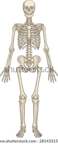 Anatomical vector illustration of a full human skeleton, front view, isolated on a white background. Clean and accurate medical diagram of the human skeletal system without text or labels, perfect for educational, medical, or scientific use.