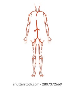 Anatomical vector illustration of the human circulatory system mapping the complex network of major arteries and blood vessels throughout the body silhouette on a clean white background