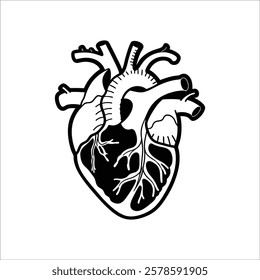 Anatomical Vector Illustration of a Human Heart