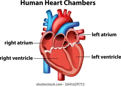 Anatomical vector illustration of human heart chambers with labeled atria and ventricles, showcasing vibrant colors and clear labeling